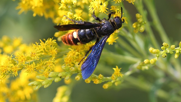 blue-winged wasp (Scolia dubia)