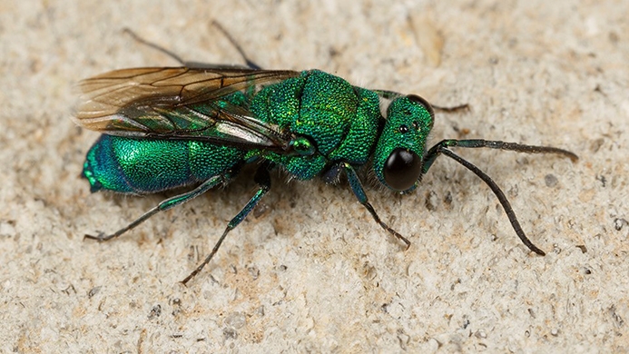 cuckoo wasp (Chrysis sp.)