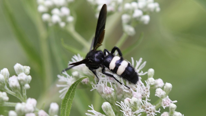 double-banded scoliid wasp (Scolia bicincta)