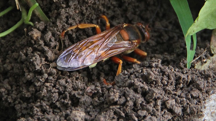 eastern cicada killer (Sphecius speciosus)
