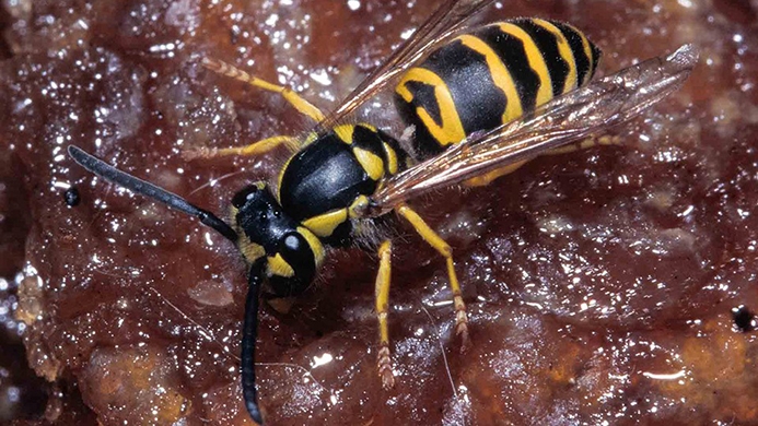 eastern yellowjacket