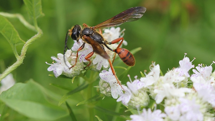 elegant grass-carrying wasp (Isodontia elegans)