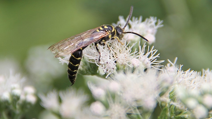 five-banded thynnid wasp (Myzinum quinquecinctum)