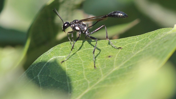 gold-marked thread-waisted wasp (Eremnophila aureonotata)
