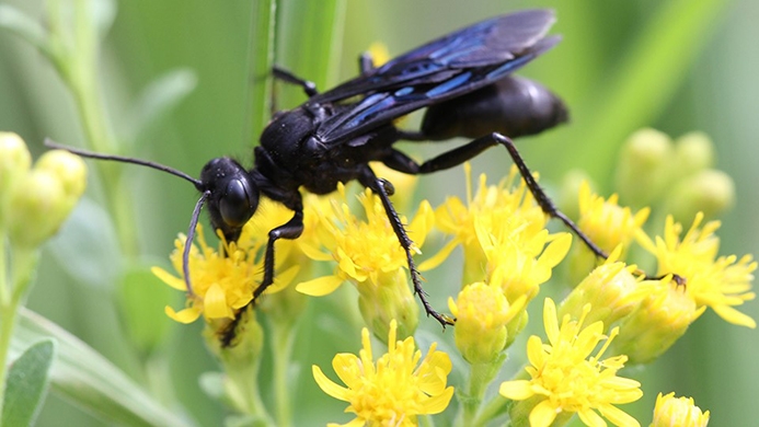 great black wasp (Sphex pensylvanicus)