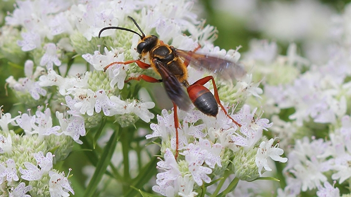 great golden digger wasp (Sphex ichneumoneus)