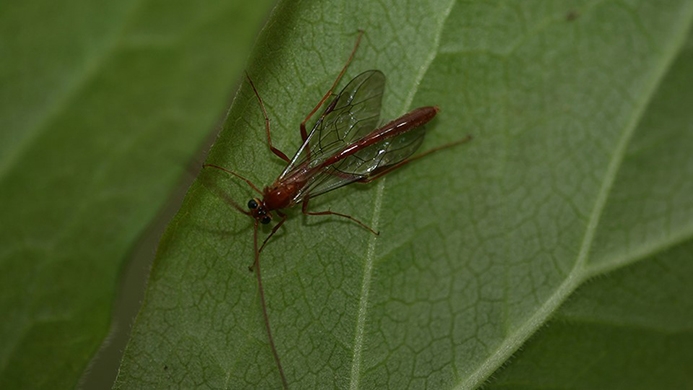 ichneumon wasp (Megarhyssa atrata)