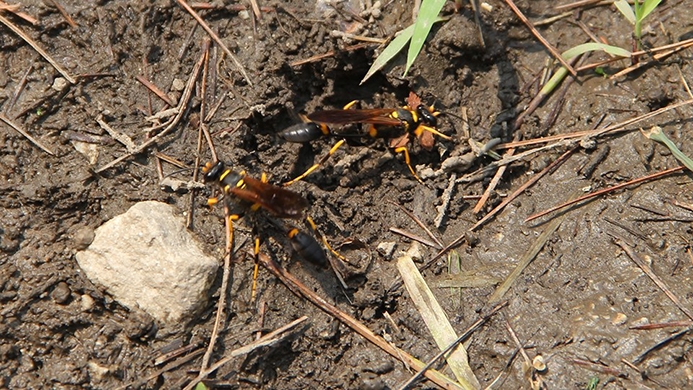 mud dauber (Sceliphron caementarium)