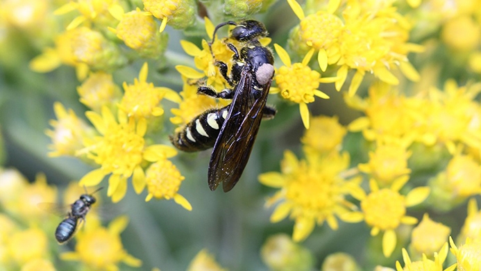 (Myzinum sp.)