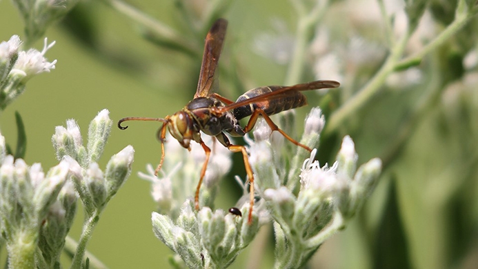 northern paper wasp (Polistes fuscatus)