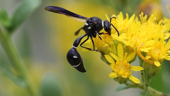 potter wasp (Eumenes fraternus)