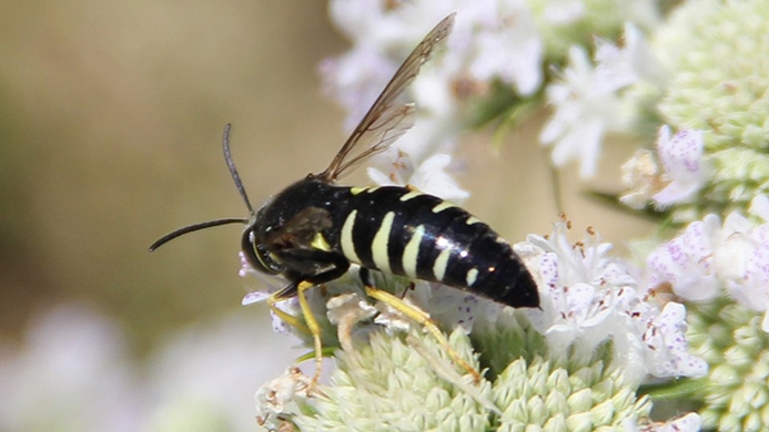 sand wasp (Bicyrtes quadrifasciatus)