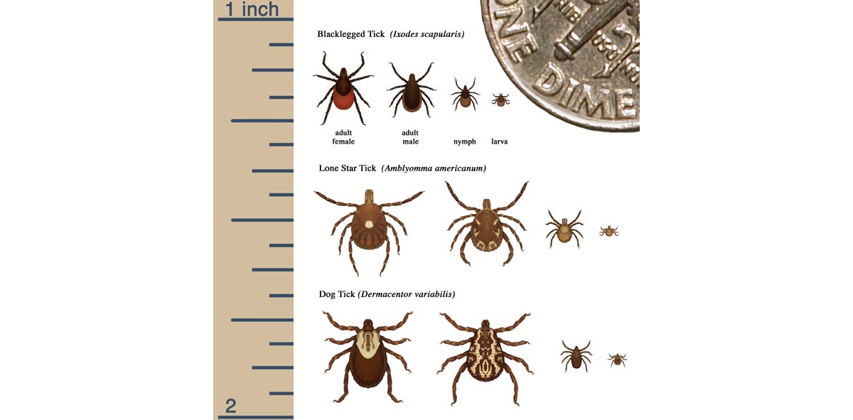 Transmission, Lyme Disease