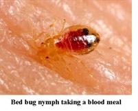 bedbug-nymph