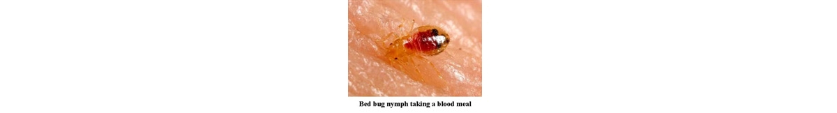 Bed Bugs - What Every Camp Needs to Know