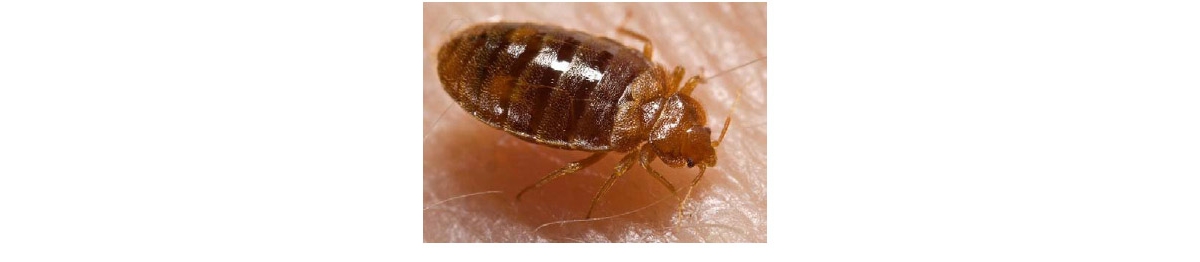 #1 Bed Bug Exterminator NYC 