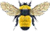 Bumble Bee (Bombus spp.)