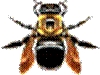 Carpenter Bee (Xylocopa virginica)