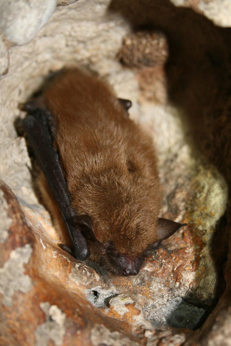 big-brown-bat-ann-froschauer