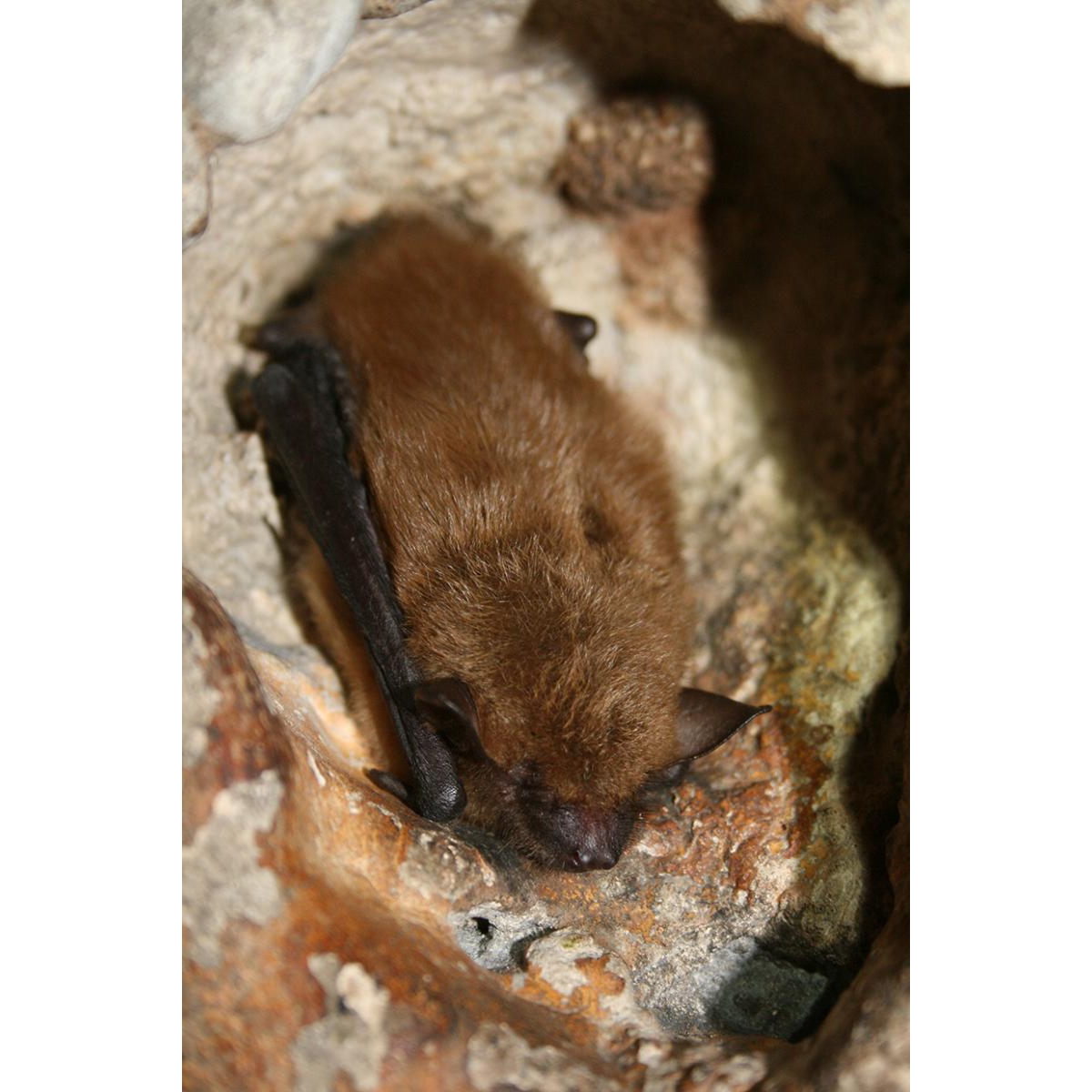 Bats and Bat Exclusion