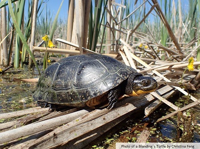 A photo of a Blanding's Turtle in a marshy area. 