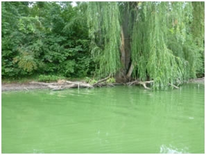 blue-green-algae-1