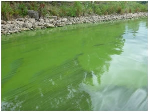 blue-green-algae-2