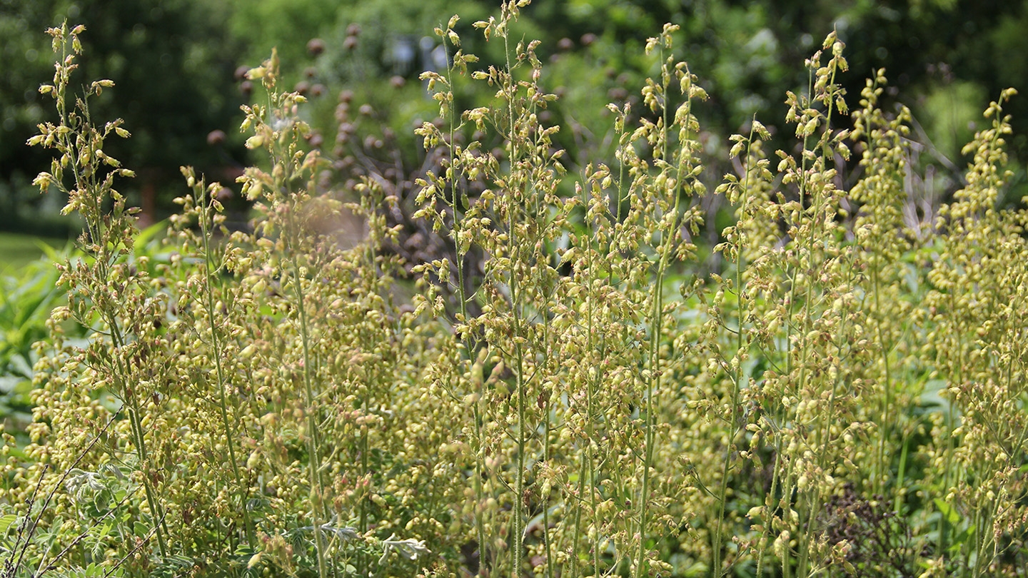 BNAlumroot