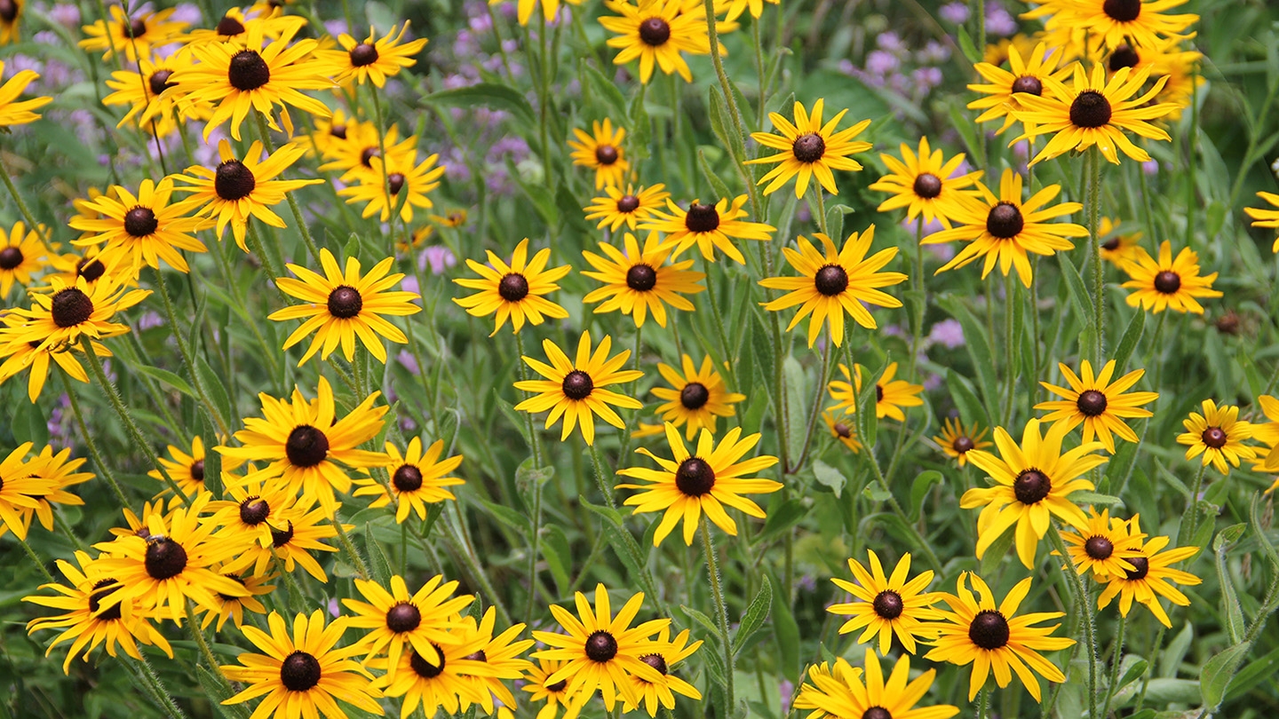 black-eyed Susan (Rudbeckia hirta)