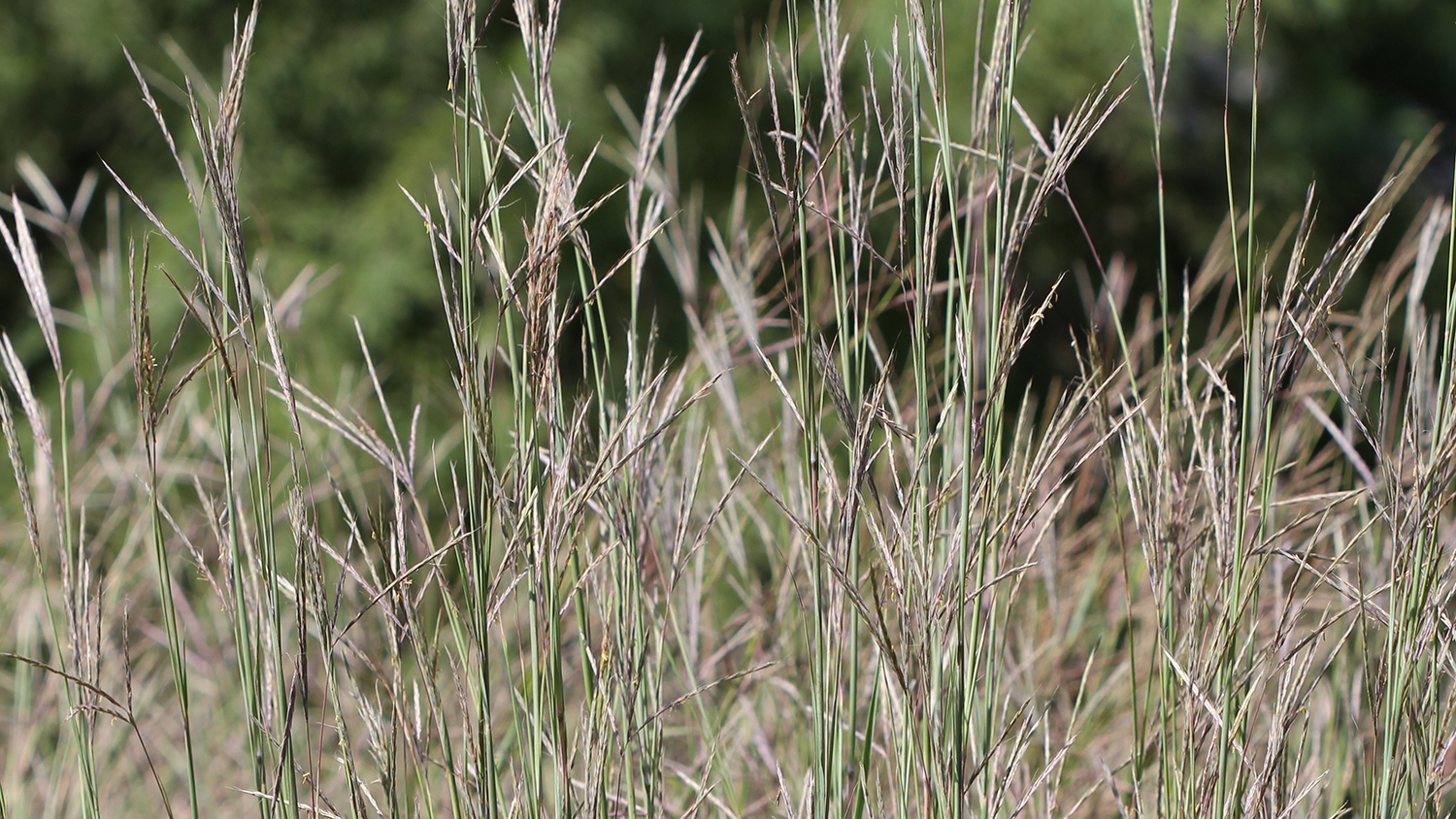 big bluestem (Andropogon gerardii) and Indian grass (Sorghastrum nutans)