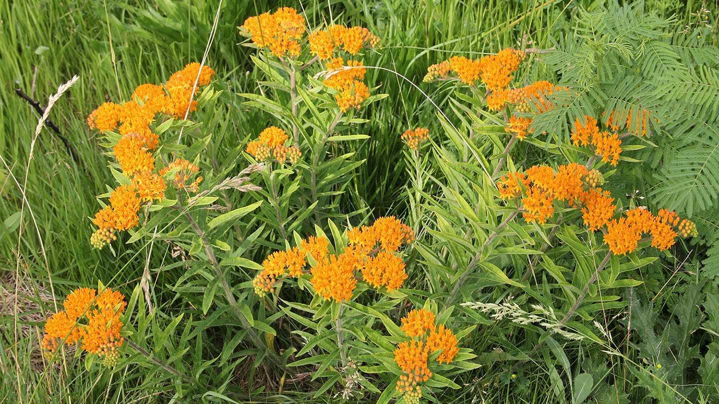 butterfly-weed (Asclepias tuberosa) flowers