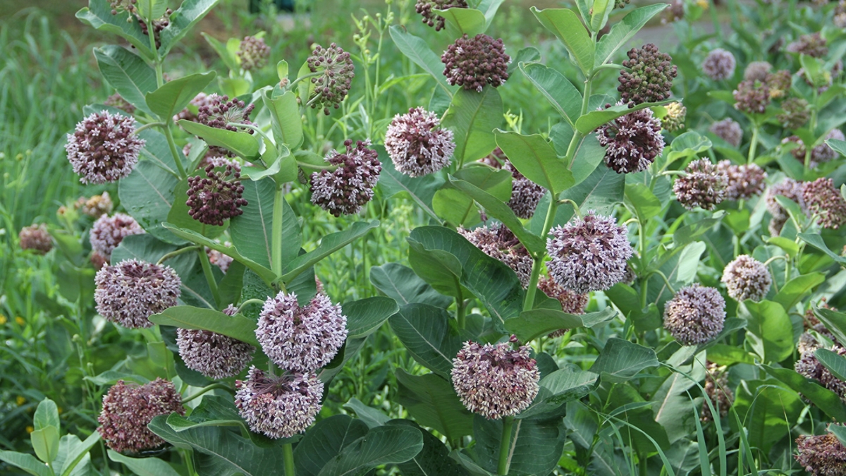 Growing Common Milkweed Plants from Seeds