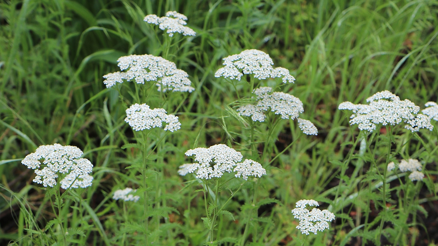 common yarrow (Achillea millefolium)