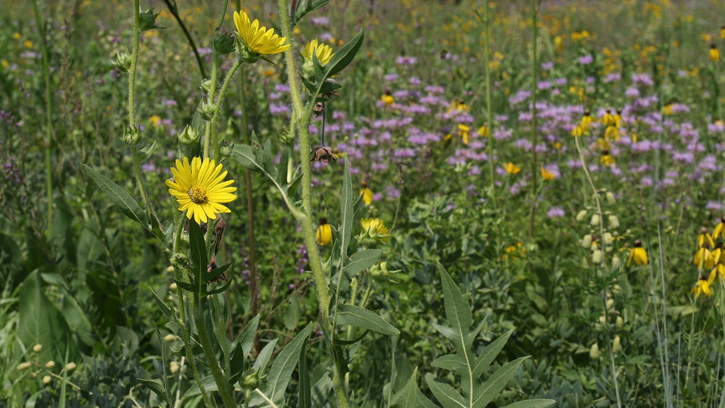 compass plant (Silphium laciniatum)
