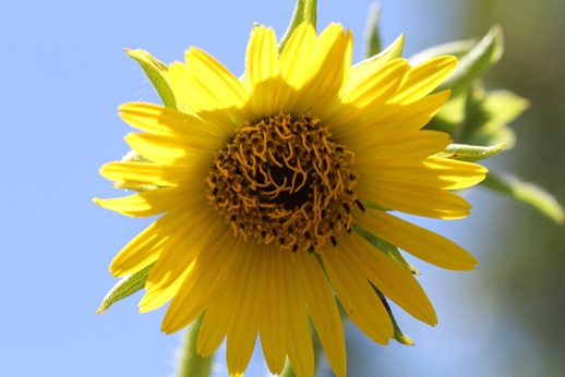 cup-plant (Silphium perfoliatum) flower