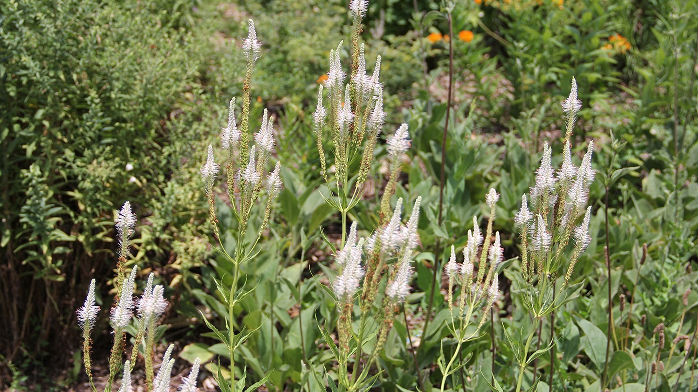 Culver's-root (Veronicastrum virginicum) Photo © Illinois Department of Natural Resources