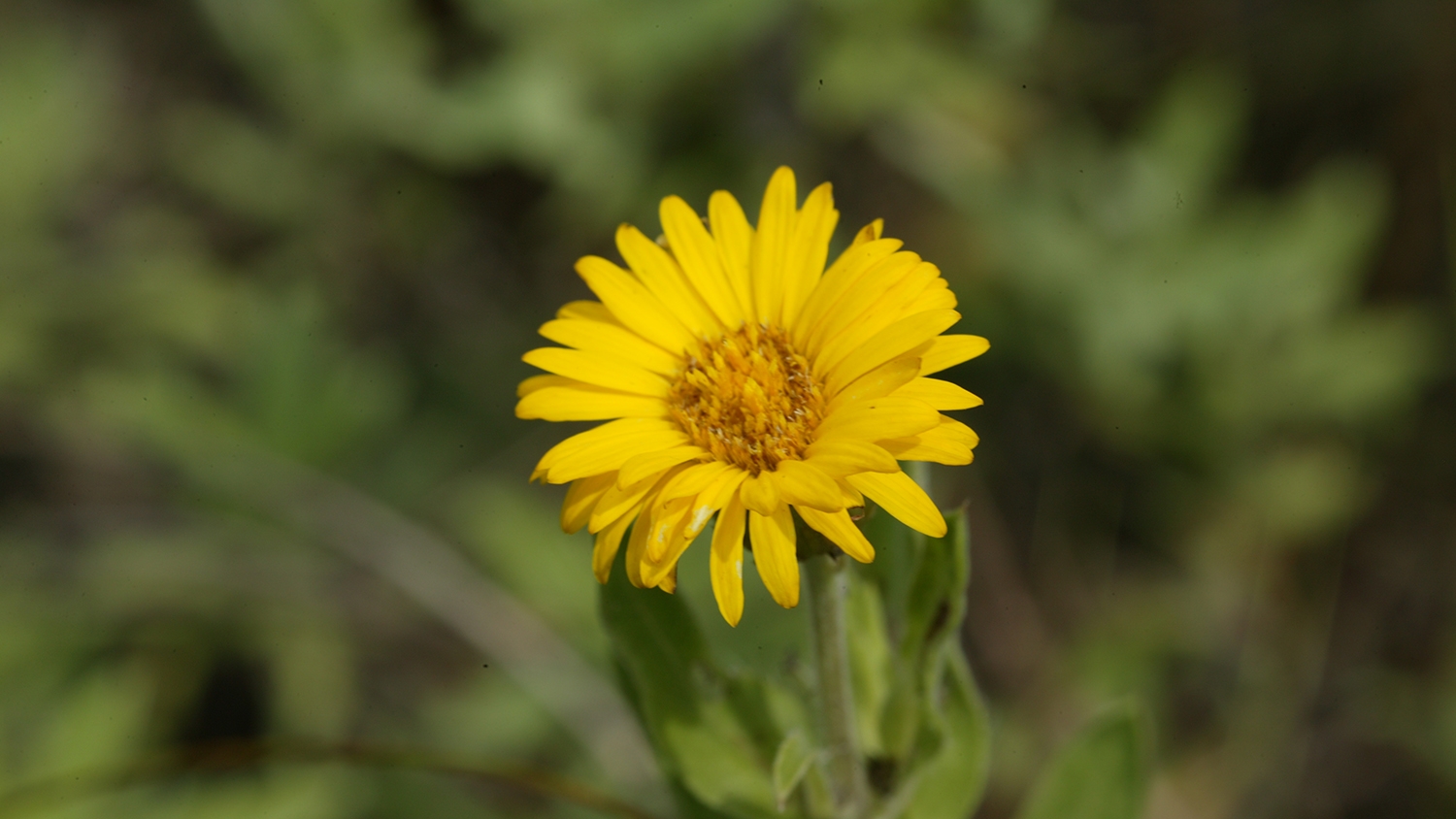 downy sunflower (Helianthus mollis) flowers
