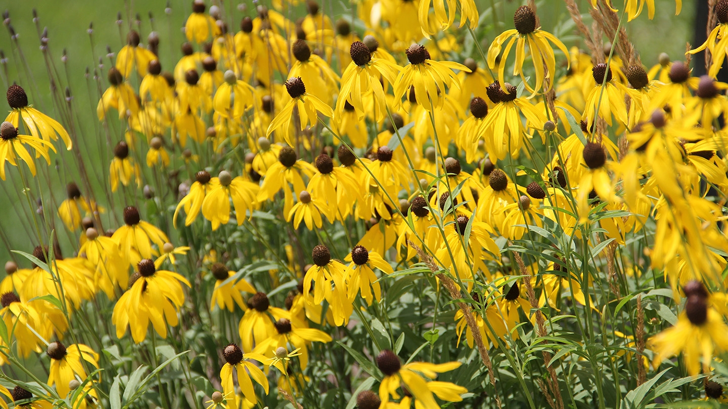 drooping coneflower (Ratibida pinnata) flowers