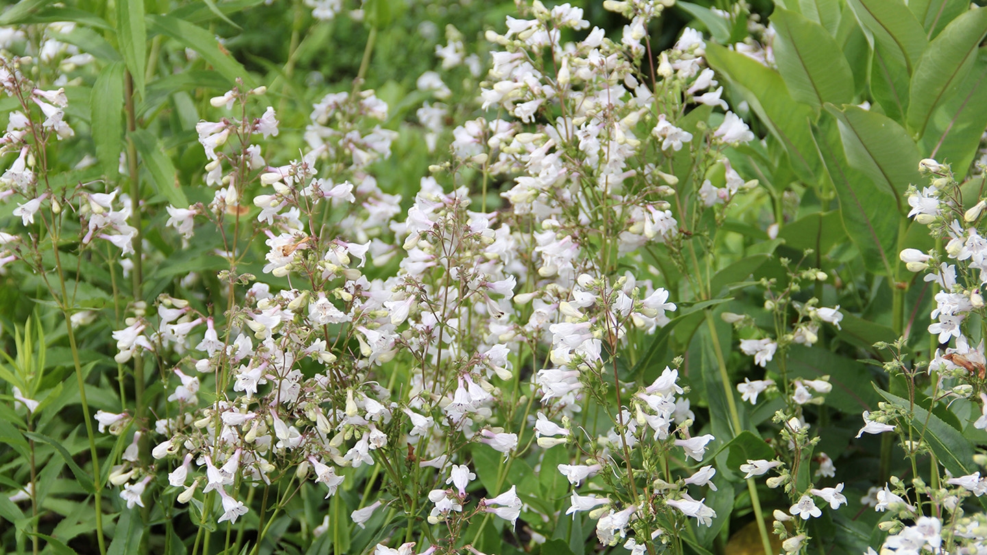 foxglove beardstongue (Penstemon digitalis) flowers