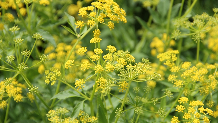 golden Alexanders (Zizia aurea) flowers
