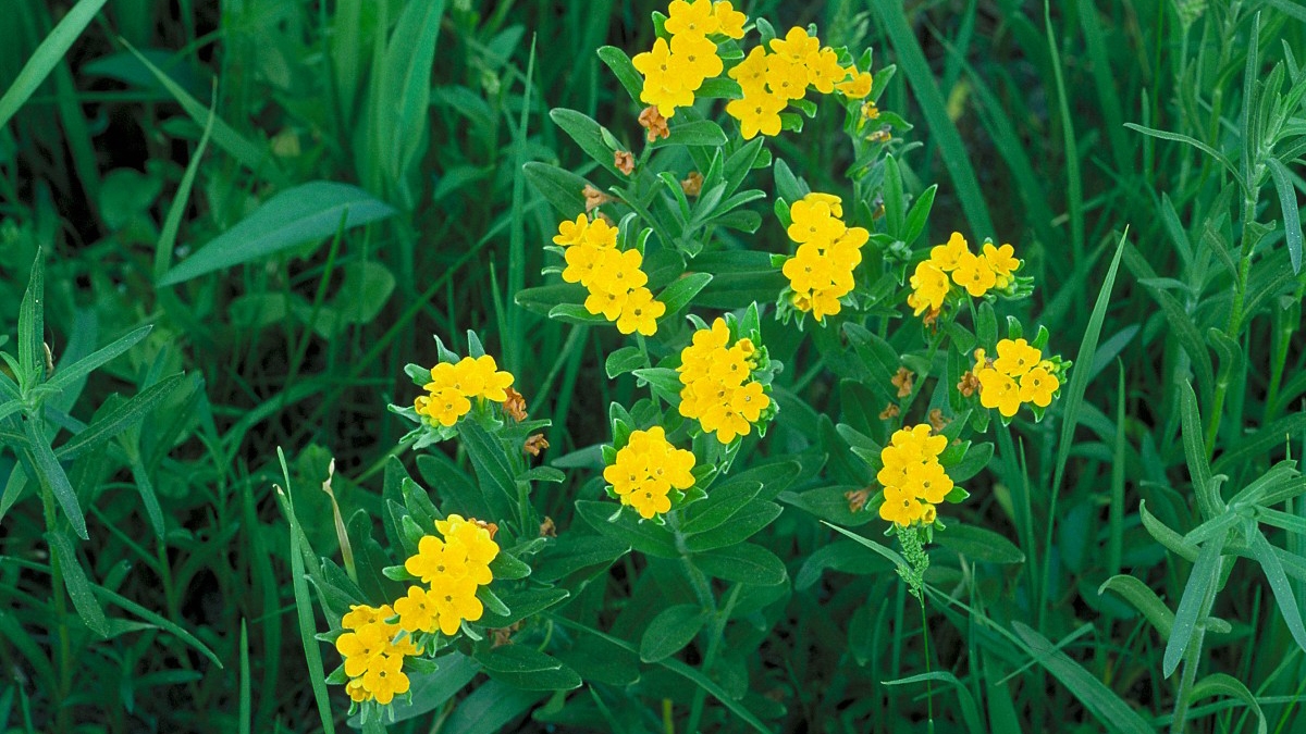 hoary puccoon (Lithospermum canescens)