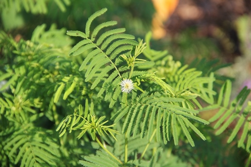 Illinois mimosa (Desmanthus illinoensis) flower