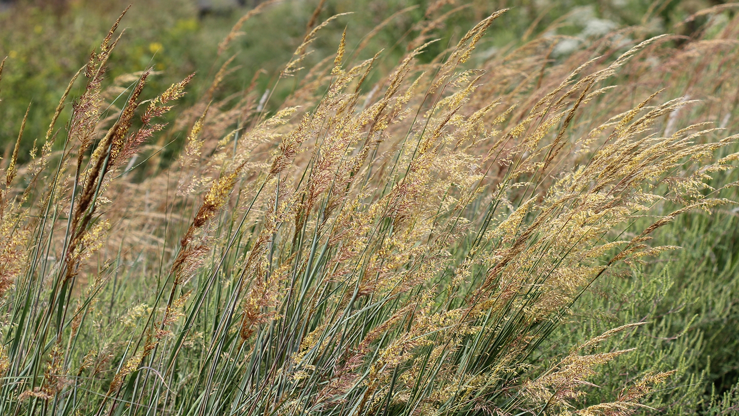 big bluestem (Andropogon gerardii) and Indian grass (Sorghastrum nutans)