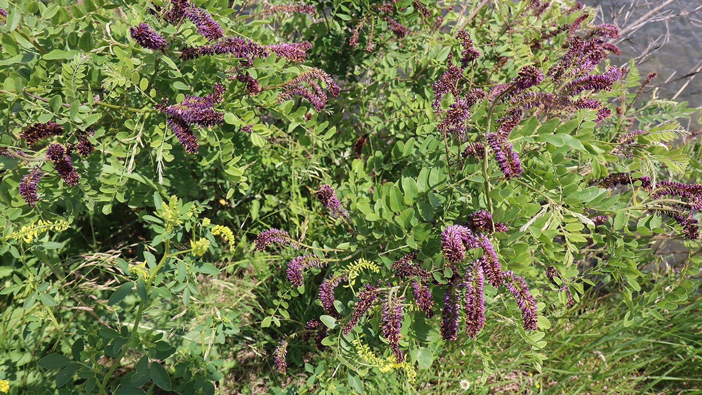 leadplant (Amorpha canescens) flowers