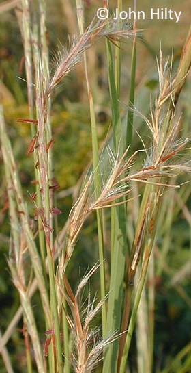 little bluestem (Schizachyrium scoparium)