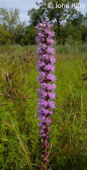 marsh blazing-star (Liatris spicata)