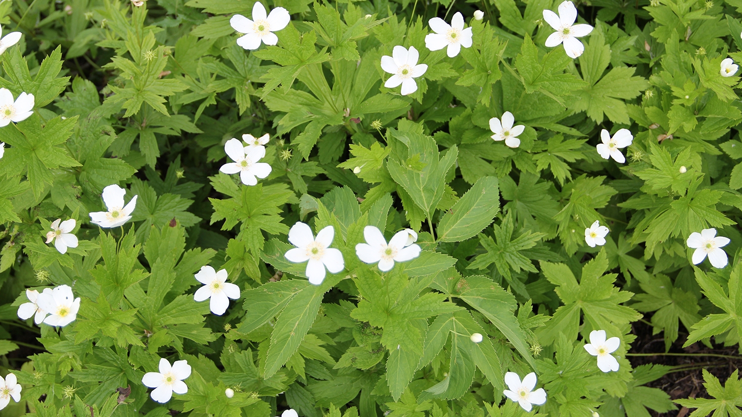meadow anemone (Anemone canadensis)