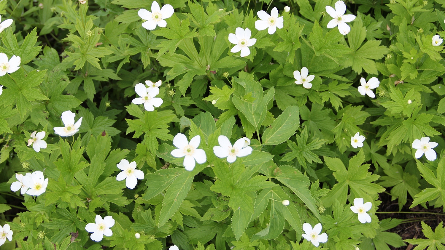 BNMeadowAnemone.JPG