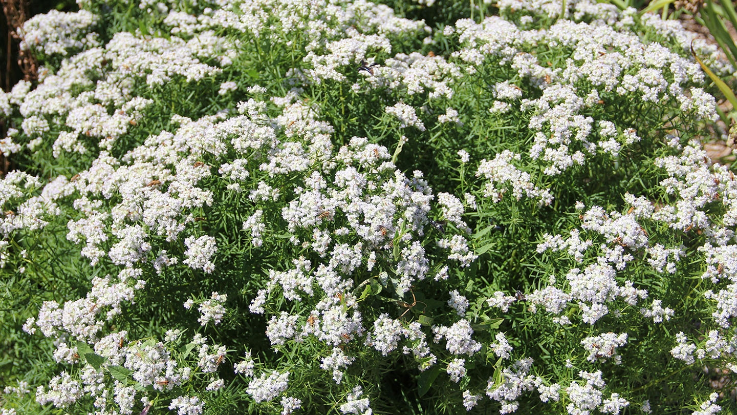 common mountain mint (Pycnanthemum virginianum)