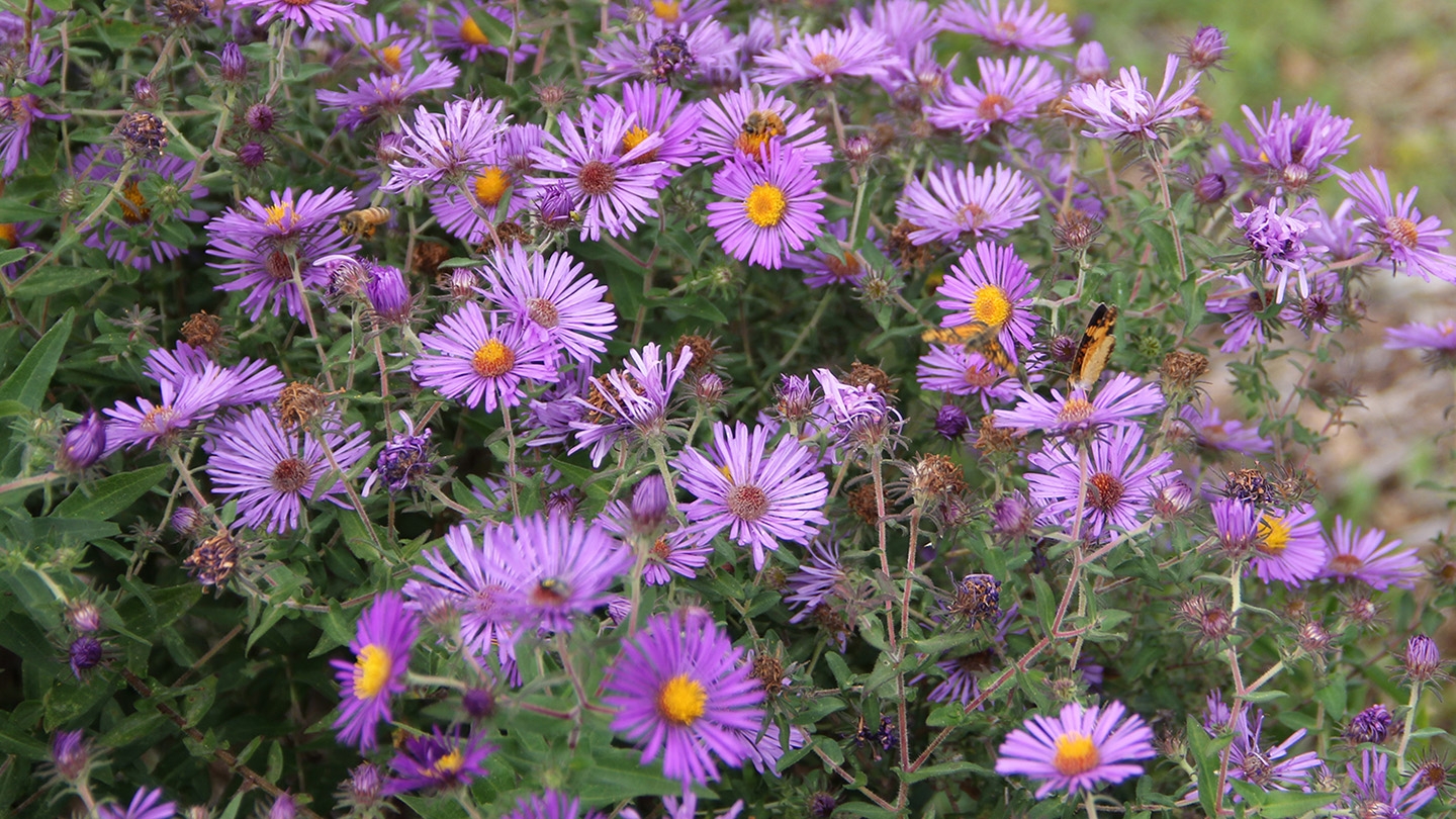 New England aster (Symphyotrichum novae-angliae)